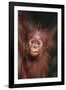 Orangutan Baby-DLILLC-Framed Photographic Print