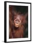 Orangutan Baby-DLILLC-Framed Photographic Print