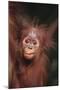 Orangutan Baby-DLILLC-Mounted Photographic Print