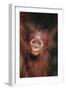 Orangutan Baby-DLILLC-Framed Photographic Print