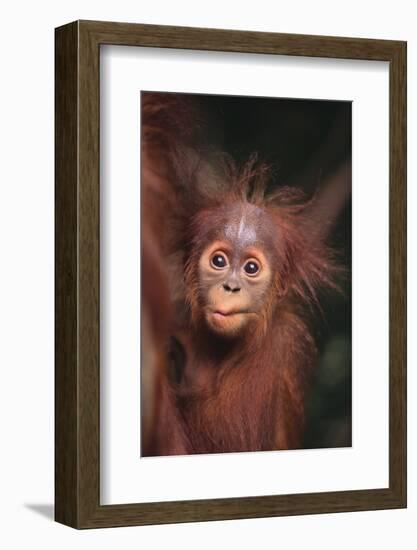 Orangutan Baby-DLILLC-Framed Photographic Print
