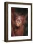 Orangutan Baby-DLILLC-Framed Photographic Print