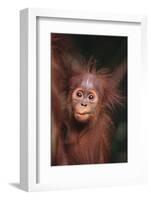 Orangutan Baby-DLILLC-Framed Photographic Print