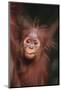 Orangutan Baby-DLILLC-Mounted Photographic Print