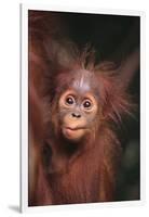 Orangutan Baby-DLILLC-Framed Photographic Print