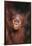 Orangutan Baby-DLILLC-Framed Photographic Print