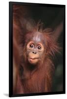 Orangutan Baby-DLILLC-Framed Photographic Print