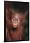 Orangutan Baby-DLILLC-Framed Photographic Print