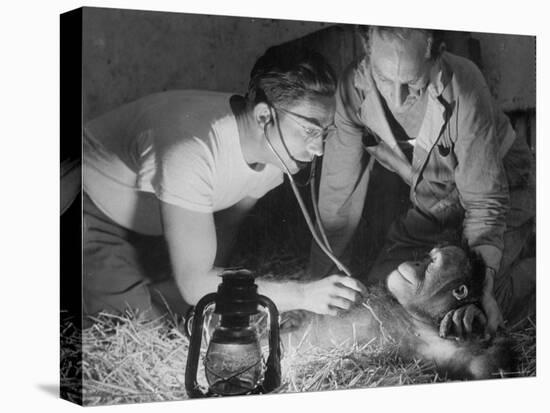 Orangutan Being Treated by Circus Veterinarian-Francis Miller-Stretched Canvas