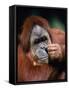Orangutan, Borneo-Stuart Westmorland-Framed Stretched Canvas