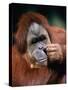 Orangutan, Borneo-Stuart Westmorland-Stretched Canvas