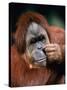 Orangutan, Borneo-Stuart Westmorland-Stretched Canvas