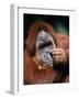 Orangutan, Borneo-Stuart Westmorland-Framed Photographic Print