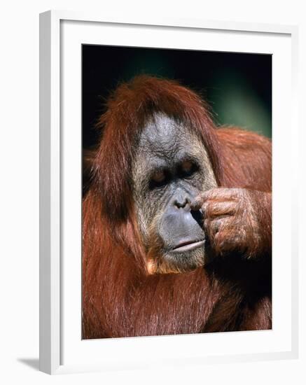 Orangutan, Borneo-Stuart Westmorland-Framed Photographic Print