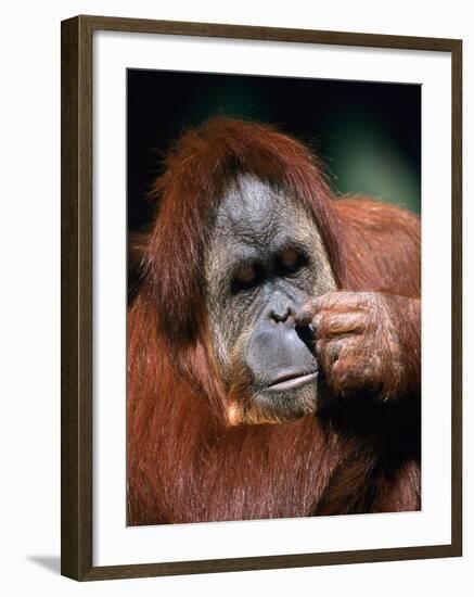 Orangutan, Borneo-Stuart Westmorland-Framed Photographic Print