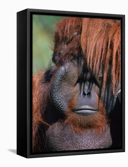 Orangutan, Borneo-Stuart Westmorland-Framed Stretched Canvas