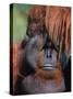 Orangutan, Borneo-Stuart Westmorland-Stretched Canvas