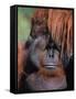 Orangutan, Borneo-Stuart Westmorland-Framed Stretched Canvas