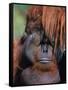 Orangutan, Borneo-Stuart Westmorland-Framed Stretched Canvas