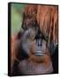 Orangutan, Borneo-Stuart Westmorland-Framed Stretched Canvas