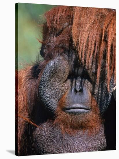 Orangutan, Borneo-Stuart Westmorland-Stretched Canvas