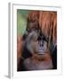 Orangutan, Borneo-Stuart Westmorland-Framed Premium Photographic Print