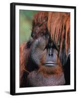 Orangutan, Borneo-Stuart Westmorland-Framed Premium Photographic Print