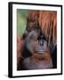 Orangutan, Borneo-Stuart Westmorland-Framed Premium Photographic Print