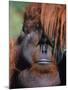 Orangutan, Borneo-Stuart Westmorland-Mounted Premium Photographic Print