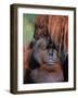 Orangutan, Borneo-Stuart Westmorland-Framed Photographic Print