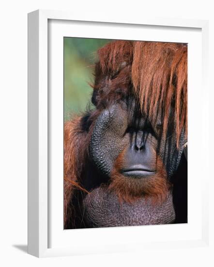 Orangutan, Borneo-Stuart Westmorland-Framed Photographic Print