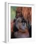 Orangutan, Borneo-Stuart Westmorland-Framed Photographic Print