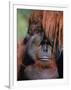 Orangutan, Borneo-Stuart Westmorland-Framed Photographic Print