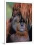 Orangutan, Borneo-Stuart Westmorland-Framed Photographic Print