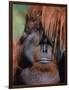 Orangutan, Borneo-Stuart Westmorland-Framed Photographic Print