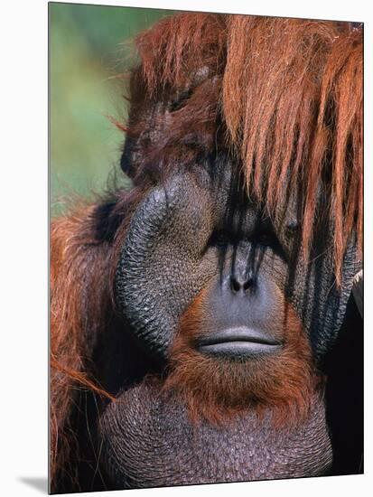 Orangutan, Borneo-Stuart Westmorland-Mounted Photographic Print