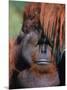 Orangutan, Borneo-Stuart Westmorland-Mounted Photographic Print