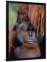 Orangutan, Borneo-Stuart Westmorland-Framed Photographic Print