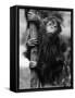 Orangutan Clinging to Tree-null-Framed Stretched Canvas