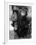 Orangutan Clinging to Tree-null-Framed Photographic Print