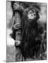 Orangutan Clinging to Tree-null-Mounted Photographic Print