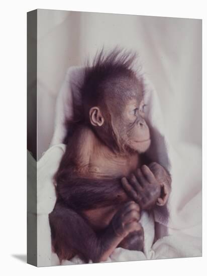 Orangutan Felix and Gigi, St. Louis Zoo-Nina Leen-Stretched Canvas
