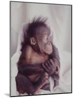 Orangutan Felix and Gigi, St. Louis Zoo-Nina Leen-Mounted Photographic Print