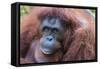 Orangutan Hz 17 1-Robert Michaud-Framed Stretched Canvas
