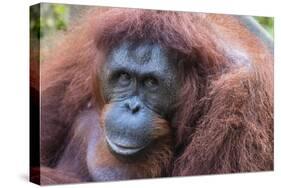 Orangutan Hz 17 1-Robert Michaud-Stretched Canvas