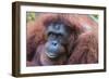 Orangutan Hz 17 1-Robert Michaud-Framed Giclee Print