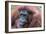 Orangutan Hz 17 1-Robert Michaud-Framed Giclee Print