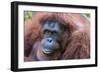 Orangutan Hz 17 1-Robert Michaud-Framed Giclee Print