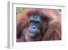 Orangutan Hz 17 1-Robert Michaud-Framed Giclee Print