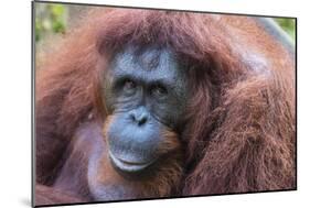 Orangutan Hz 17 1-Robert Michaud-Mounted Giclee Print